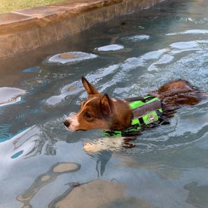 Puppy-Page-Photo in water