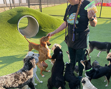 Dog Daycare The Colony