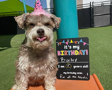 Pawoasis Ideas for a Doggie Day Birthday Party | Paw Oasis Pet Resort