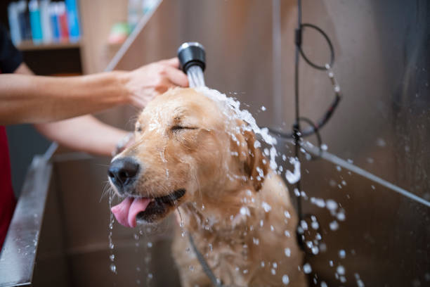 Dog Grooming studio