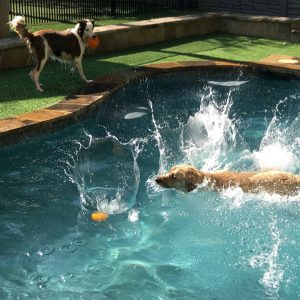 Dog swimming1