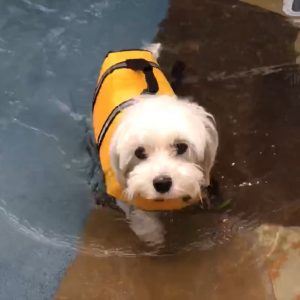 Dog swimming3