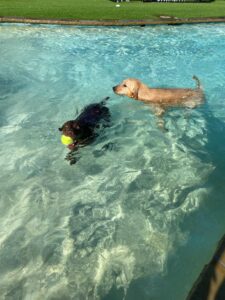 Dogs In Water