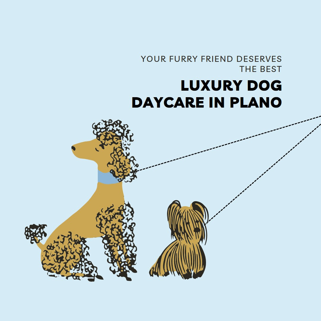dog daycare in Plano