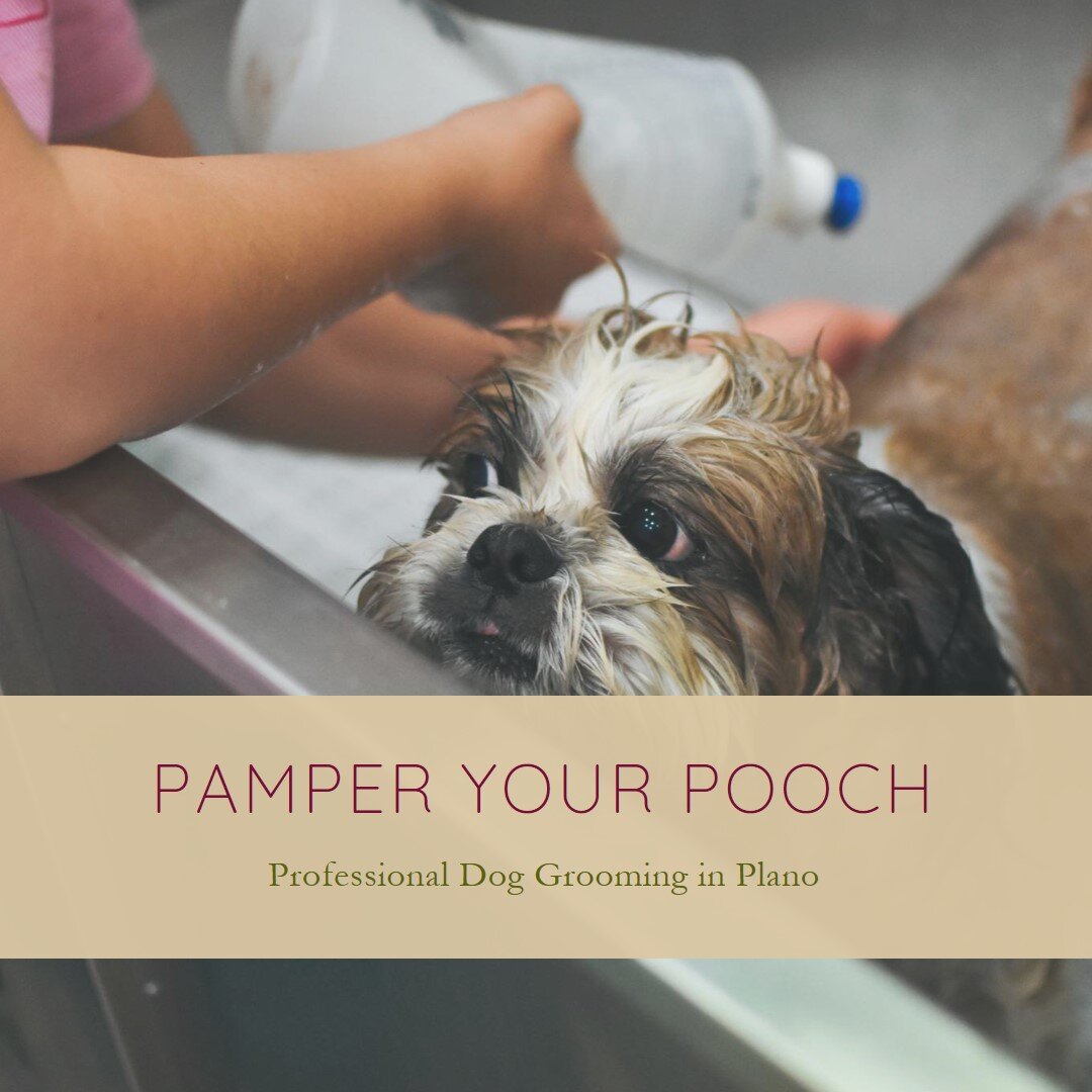 dog grooming in Plano Texas