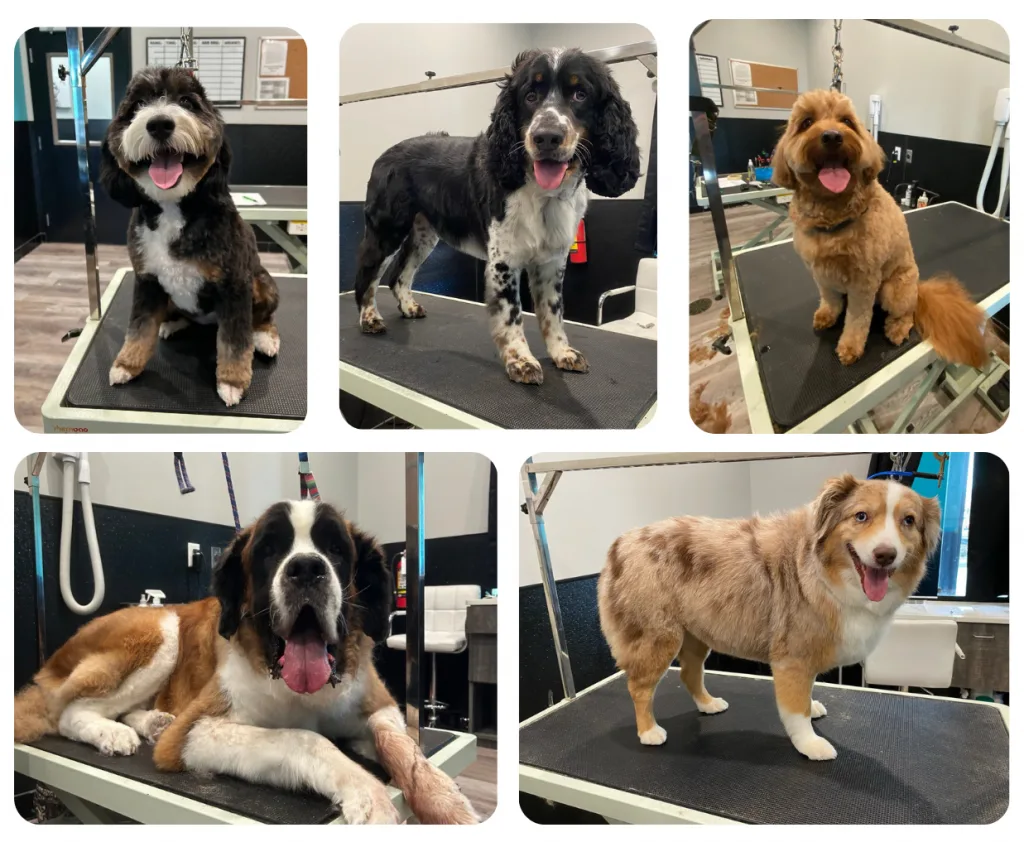 the groomer is in! (5) the groomer is in! (5)