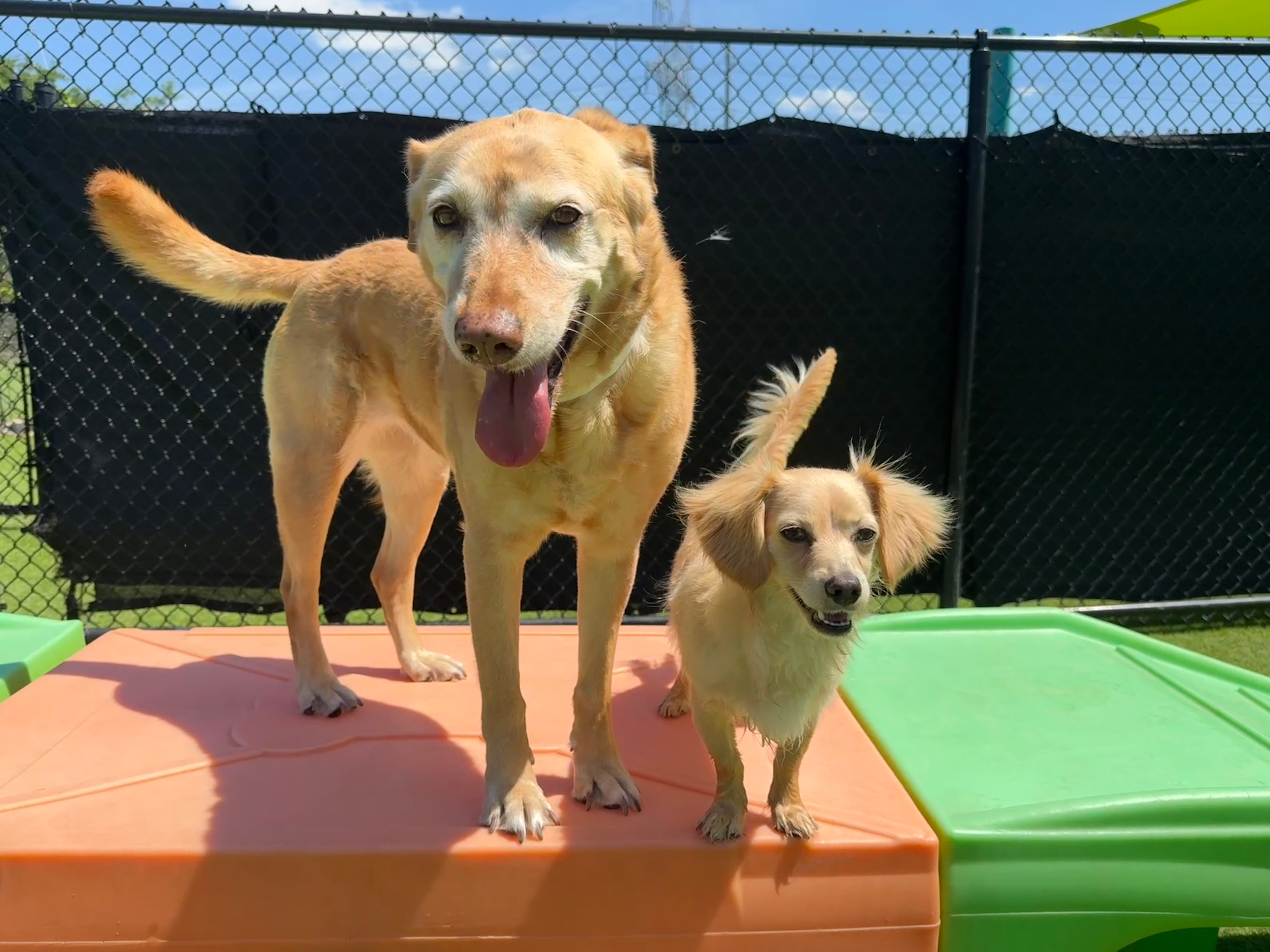 dog daycare