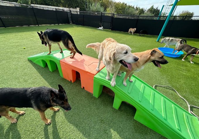 dog daycare