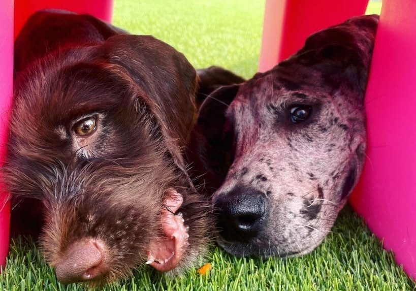 Dog Daycare