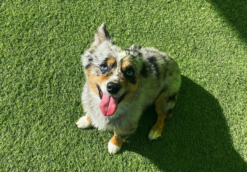 Dog Daycare Service